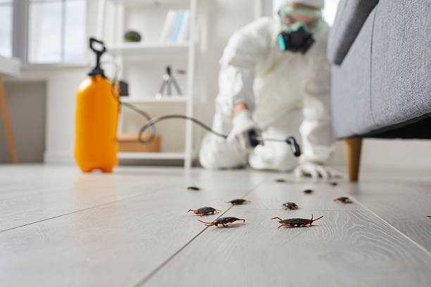 Post-Treatment Bed Bug Interceptor Monitoring in Danville